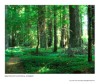 California's Redwood Forest
