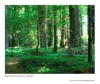 California Redwoods