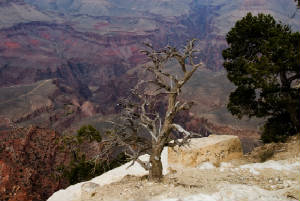 grandcanyon.jpg